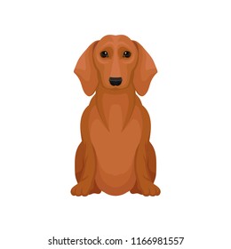 Cute brown dachshund with shiny eyes. Small hunting dog. Flat vector element for promo poster of pet shop or vet clinic