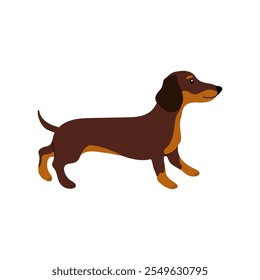 Cute brown dachshund standing with a playful expression in a simple design