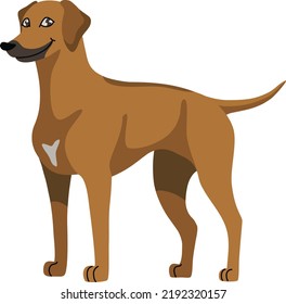 Gehörter brauner Hund. Rhodesian Ridgeback. Isolieren. Vektorgrafik