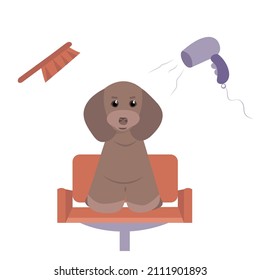 a cute brown dog sits in a barber's chair. grooming theme illustration. the background shows a hair dryer and a brush for wool