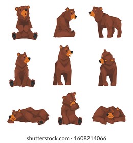 Cute Brown Grizzly Bear Collection, Wild Animal Character in Various Poses Vector illustration