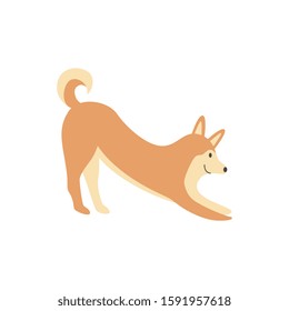 A cute brown shiba inu dog smiles and stretches. The Shiba Inu pet is doing yoga, asana and dog pose with its face down. Isolated vector illustration of an animal.