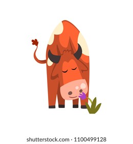 Cute brown spotted cow sniffng a flower, funny farm animal cartoon character vector Illustration i on a white background