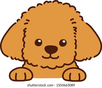 Cute brown Toy Poodle front face