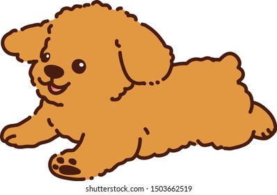 Cute brown Toy Poodle running 