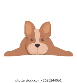 Cute brown and white french bulldog is lying and peeking over a white background
