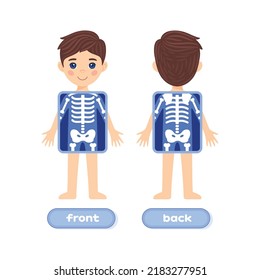 A Cute Brunette Boy and an X-ray Screen. Part of a Human Skeleton. Front and Back view. Colorful Cartoon style. White background. Image for Snatomy lesson. Vector illustration for a Child Education.