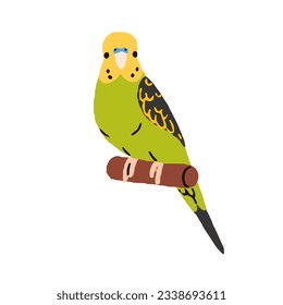 Cute budgerigar. Exotic budgie, tropical parrot sitting on perch. Funny adorable little jungle bird, green-feathered shell parakeet on branch. Flat vector illustration isolated on white background