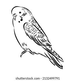 A cute budgie sits on a perch. Vector sketch illustration for design, advertising, prints.