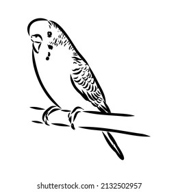A cute budgie sits on a perch. Vector sketch illustration for design, advertising, prints.