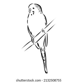 A cute budgie sits on a perch. Vector sketch illustration for design, advertising, prints.