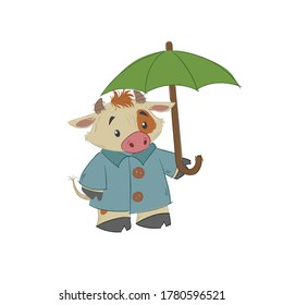 Cute bull, ox or bison taking an umbrella. 2021 chinese year of bull symbol. Cartoon hand drawn style. October vector illustration.