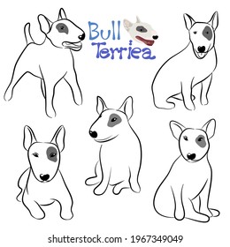 Cute  Bull terrier dog doodle. Collection in different poses in free hand drawn illustration style.