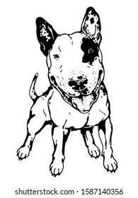 Cute bull terrier. Drawn funny dog