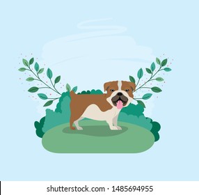 cute bulldog dog pet in the camp
