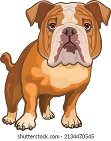 Kuschelhund. Englisch Bulldog-Portrait auf weißem Hintergrund