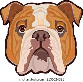 Cute bulldog. English bulldog portrait on white background