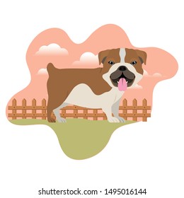 cute bulldog ingles dog with background landscape