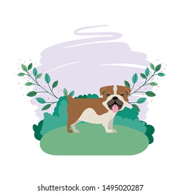 cute bulldog ingles dog with background landscape