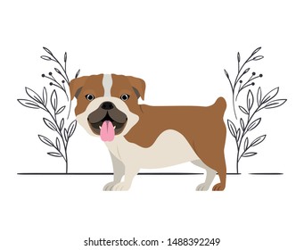 cute bulldog ingles dog on white background