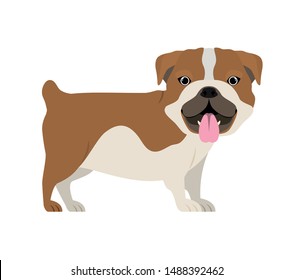 cute bulldog ingles dog on white background