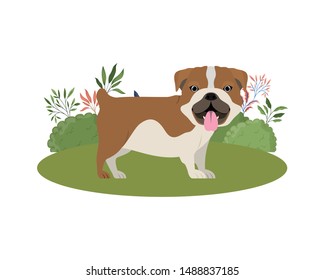 cute bulldog ingles dog on white background