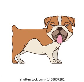 cute bulldog ingles dog on white background