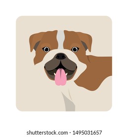 cute bulldog ingles dog on white background