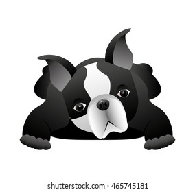 cute bulldog isolated icon vector illustration design