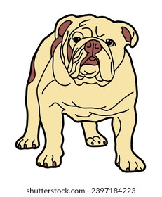 Cute bulldog with cute pose