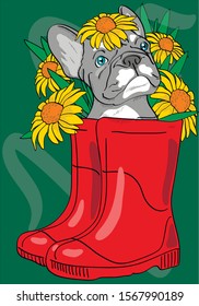 
Cute bulldog puppy sits in red boots on a background of flowers. Card, poster, t-shirt composition, hand drawn style print. 
 Vector illustration.