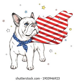 
Cute bulldog in a superhero cape. Vector illustration. Dog american