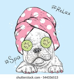 Cute Bulldog in a towel with cucumbers on her eyes. Spa treatment. Vector illustration.