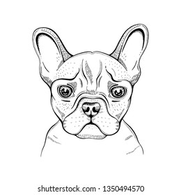 Cute bulldogdog t-shirt print design. Cool animal vector in doodle hand drawn style for tee, child, baby poster, coloring book, print in ipster style. Line fashion illustration isolated on white