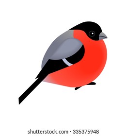 Cute bullfinch bird isolated on white vector illustration