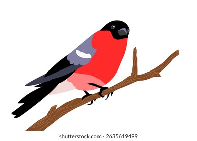 Cute bullfinch bird with red breast sits on tree branch. Vector illustration of winter decor in wild nature park, forest. Birds wintering.