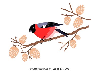 Cute bullfinch bird sits on branch and pecks pine cone seeds. Vector children's illustration of wintering birds feeding in forest, park, city. Christmas greeting card. 