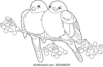 Cute bullfinches. Doodle style, black and white background. Funny birds, coloring book pages. Hand drawn illustration in zentangle style for children and adults, tattoo.