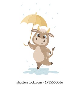 cute bulls with umbrella and run through the puddles isolate on a white background. Vector graphics