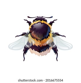 Cute bumblebee, top view of an insect. Macro. Vector illustration isolated on white