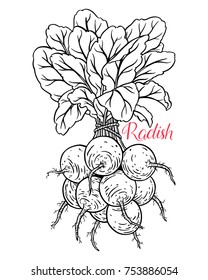 cute bunch of ripe radish. hand-drawn illustration