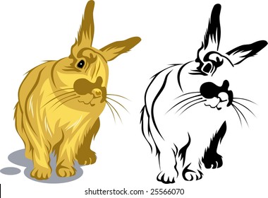 Cute bunny