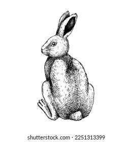 Cute bunny sitting drawing. Hand drawn rabbit illustration isolated on white background. Vintage drawing of little hare. Monochrome vector sketch of wild forest animal in engraved style