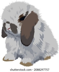 cute bunny vector or illustration