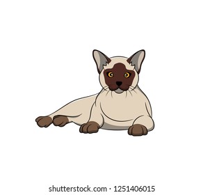 Cute Burmese Cartoon Cat. Vector illustration of purebred burmese cat.