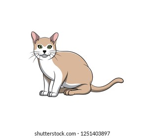 Cute Burmilla Cartoon Cat. Vector illustration of purebred burmilla cat.