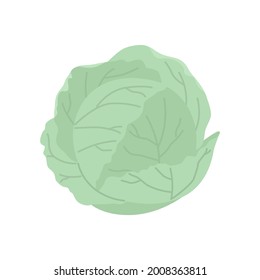 Cute cabbage isolated on white. Vegetable Ingredient for food.