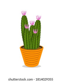 Cute cactus in orange pots