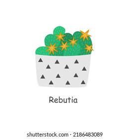Cute cactus in a pot. Home plant. Blooming cactus. Room green cactus. Cactus of the genus Rebutia. Vector cartoon isolated on white background,flat style. 