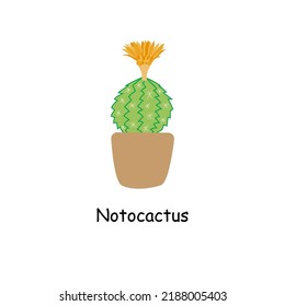 Cute cactus in a pot. Home plant. Blooming cactus. Room green cactus. Cactus of the genus Notocactus. Vector cartoon isolated on white background,flat style. 